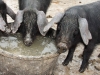 Heritage Black Pigs