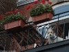 Balcony pup