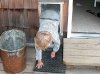 For large dogs & small children