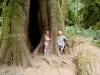 Ancestral trees