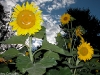 Happy gardening