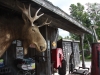 moosestore-1