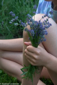 LavenderHarvest2012-1